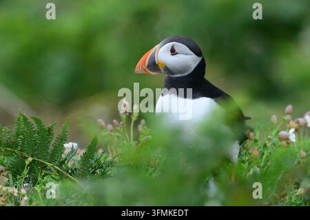 adulta maturo Pappagallino dell'Atlantico Fratercula arctica Foto Stock
