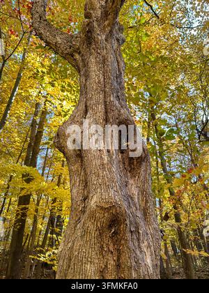 Prima piano, vista dall'alto di un tronco d'albero nodoso e cavo con corteccia ruvida e consumata, circondato da fogliame autunnale dorato in una foresta decidua. Foto Stock
