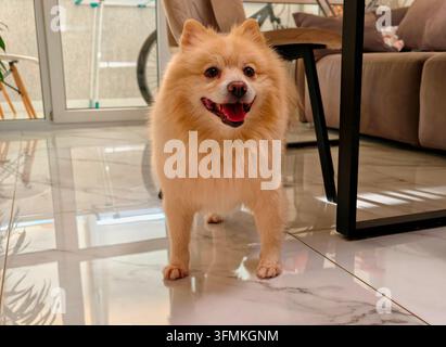 Adorabile cane Pomerania soffice in piedi su pavimento di piastrelle bianche in cucina con un divano e un tavolo sullo sfondo. Foto Stock