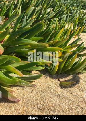 Piante costiere succulente Carpobrotus edulis che crescono su una spiaggia sabbiosa in Portogallo Foto Stock