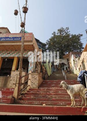 VARANASI, INDIA - 22 GENNAIO 2026: Una capra si trova su gradini di pietra dipinti di rosso, decorati con motivi bianchi accanto a un edificio piastrellato Foto Stock