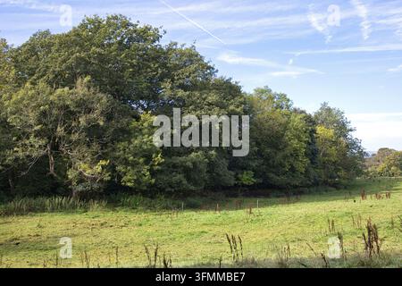 Bordo di una fitta foresta verde che confina con un pascolo aperto sotto un cielo blu brillante. Foto Stock