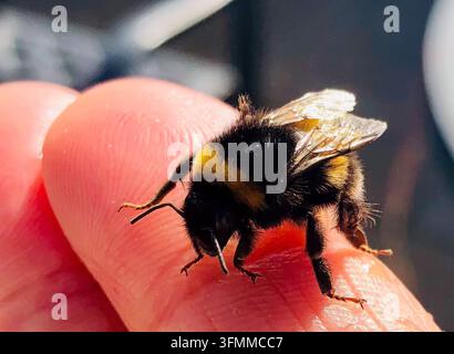 Fotografia macro dettagliata di un bombo peloso che riposa tranquillamente su un dito umano, mostrando i dettagli fini delle sue ali strutturate, striate di giallo e nero Foto Stock