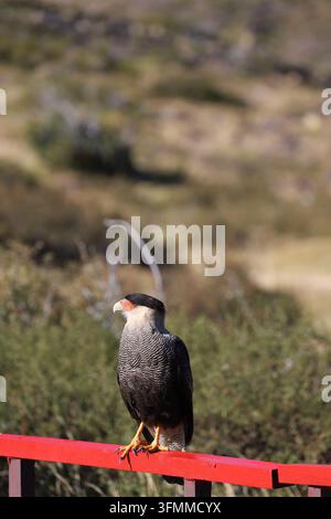 Caracara crestato del sud nel Parco nazionale di Torres del Paine, Cile Foto Stock