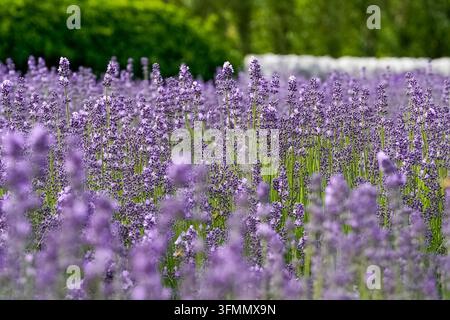 Vivo campo di lavanda viola in messa a fuoco selettiva con fogliame verde sullo sfondo. Foto Stock