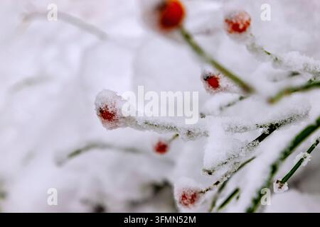 Cristalli di neve su rami di rosa con bacche di rosa in inverno Foto Stock