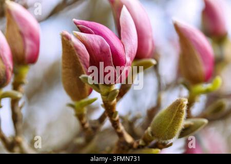 Boccioli floreali della magnolia da giardino (Magnolia x soulangiana 'Triumphans' Soul Bodin, magnolia tulipano) Foto Stock