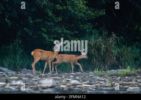 Cervo europeo - Capreolus capreolus, ritratto di cervo comune proveniente da foreste, boschi e prati europei, fiume San, Polonia. Foto Stock
