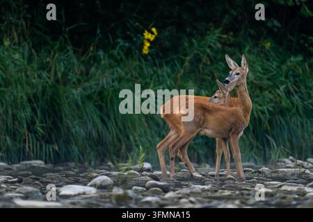 Cervo europeo - Capreolus capreolus, ritratto di cervo comune proveniente da foreste, boschi e prati europei, fiume San, Polonia. Foto Stock