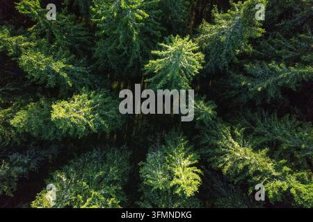 Vista aerea dall'alto di una fitta foresta sempreverde Foto Stock