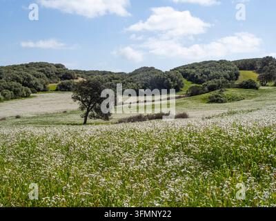 Campo di fiori a Minorca, Spagna Foto Stock
