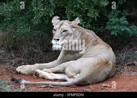 Lionessa africana che riposa all'ombra accanto a una vegetazione fitta, fotografata in libertà a Tsavo, Kenya. Foto Stock