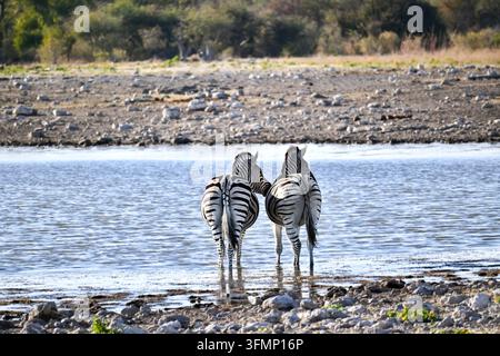 Due zebre delle pianure (Equus quagga) in piedi fianco a fianco nell'acqua bassa di una pozza nell'Etosha National Park, Namibia. Foto Stock