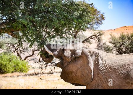 Elefante africano adattato al deserto (Loxodonta africana) che si nutre di vegetazione sotto un albero nella paisaggio arido di Damaraland, Namibia. Foto Stock