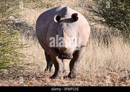 Rinoceronte bianco del sud (Ceratotherium simum) che cammina verso la fotocamera attraverso la vegetazione secca della savana nel Kalahari, Namibia. Foto Stock