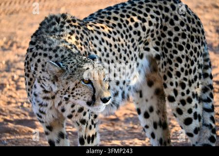 Prima piano di un ghepardo (Acinonyx jubatus) vigile in piedi nel Kalahari, Namibia, che mostra il suo caratteristico mantello maculato e lo sguardo intenso Foto Stock
