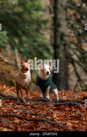 Terrier Americani Hairless e Jack Russell Terrier, uno con un maglione, stanno fianco a fianco sul terreno boschivo coperto di foglie. La loro postura è vigile. Foto Stock