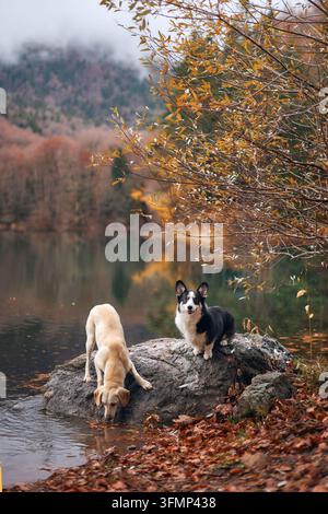 Un Corgi bianco e nero e un cane di razza mista si trovano ai margini di una roccia vicino al lago. Lo sfondo è morbido e pieno di fogliame arancione. Foto Stock