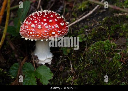 Stagione di raccolta dei funghi nella foresta autunnale, Amanita muscaria (amanita muscaria) rossa selvatica che cresce nel muschio sul suolo della foresta Foto Stock