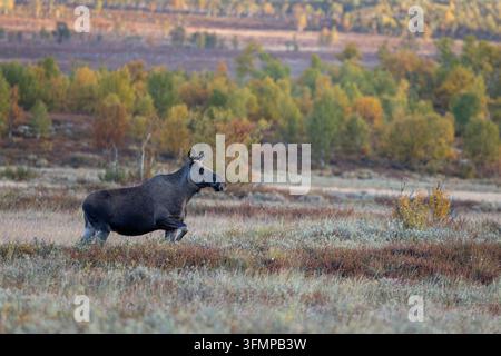 Alce femmina selvatica che cammina attraverso un paesaggio autunnale in Norvegia Foto Stock