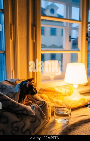 Gatto che riposa vicino alla finestra con luce calda e un bicchiere d'acqua in una serata tranquilla Foto Stock