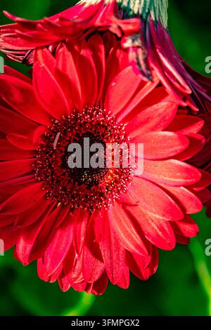 Ritratto naturale in primo piano molto ravvicinato di una pianta fiorita della deliziosa Gerbera Garvinea Sweet Sparkle. pianta fiorita, bella, salute mentale, abbagliante Foto Stock