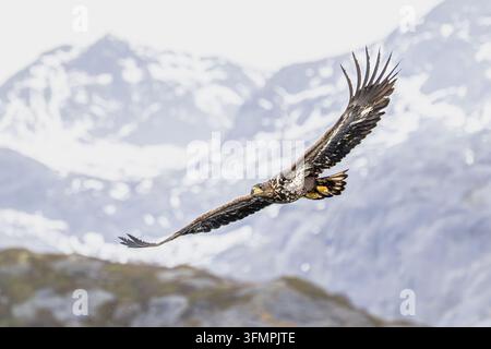 Aquila dalla coda bianca in volo davanti a montagne di fiordo innevate a Lofoten, Norvegia. Scena d'azione della fauna naturale in Europa. Foto Stock