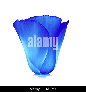 Fotografia macro in primo piano di un petalo di papavero blu alterato nel colore, che rivela venature delicate, una texture traslucida, contorni morbidi e fluidi e un bianco nitido Foto Stock