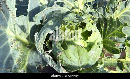 Vista ravvicinata di una testa di cavolo verde e delle foglie circostanti pesantemente danneggiate da bruchi striati che si nutrono del fogliame Foto Stock