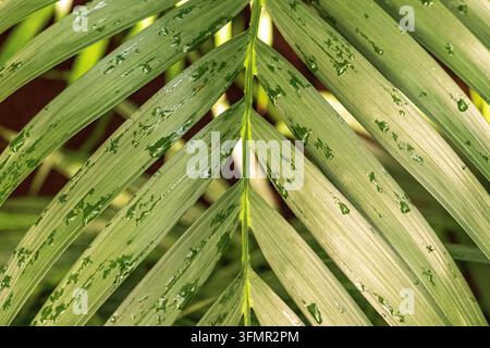 Gocce d'acqua su una foglia di felce in primo piano Foto Stock