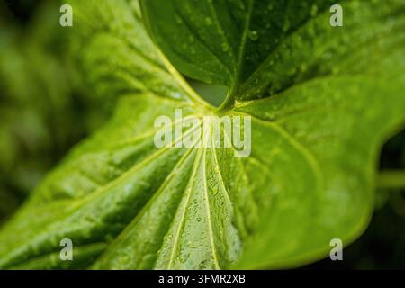 Prima vista di una foglia verde con le venature visibili Foto Stock