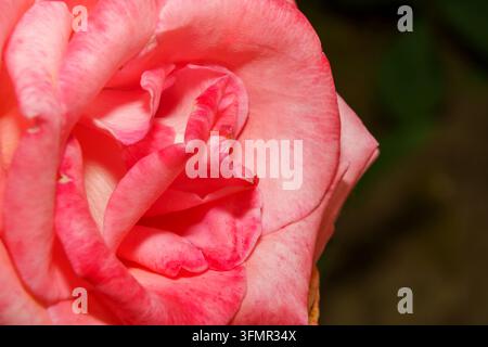 Prima vista di una rosa rosa con petali morbidi in un contesto di giardino Foto Stock