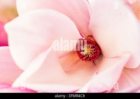 Prima piano di fiore bianco con centro rosa Foto Stock