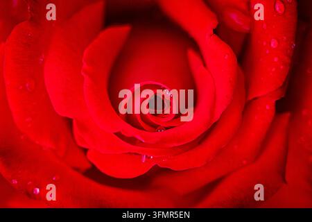 Primo piano di una rosa rossa con gocce d'acqua sui petali Foto Stock