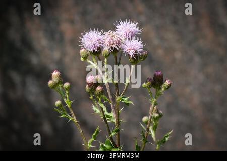 Una cicoria rampicante (Cirsium arvense) viola in fiore con boccioli appuntiti in messa a fuoco netta su uno sfondo roccioso scuro e sfocato nella luce estiva Foto Stock