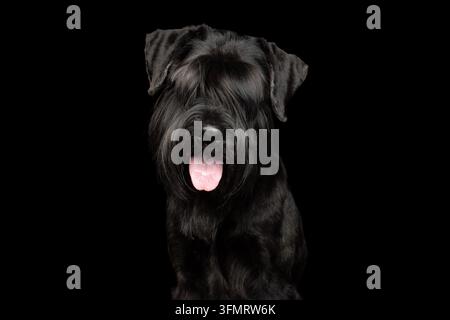 Standard Schnauzer ben curato in vista frontale con la lingua fuori, espressione felice che guarda l'obiettivo, occhi nascosti sotto una spessa frangia, nero lucido Foto Stock