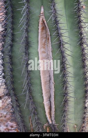 Un primo piano macro rivela una profonda fessura verticale da gelo o una cicatrice di contrazione che taglia pulitamente la pelle esterna costoluta di un tronco di cactus saguaro verde Foto Stock