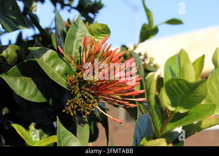 Prima vista di un grappolo di fiori di ixora con boccioli arancione-rossi pronti a sbocciare tra foglie verdi lucide in una giornata di sole Foto Stock