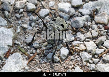Scarabeo longicornide grigio della lista rossa IUCN, su pietre di ghiaia, Parco nazionale della Tara, Serbia Foto Stock