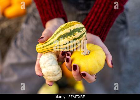 Donna che tiene zucche decorative. Primo piano di una donna che tiene zucche decorative colorate in un ambientazione autunnale di raccolta. Foto Stock