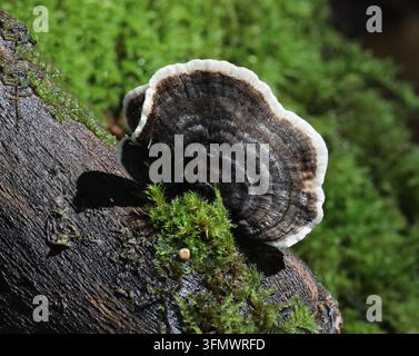 Trametes Versicolour - Coda di tacchino Foto Stock