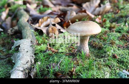 Armillaria gallica - Fungo miele bulboso Foto Stock
