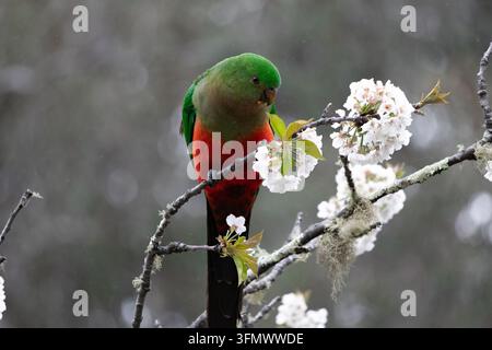 Pappagallo reale femmina appollaiato su un albero che si nutre di fiori. Foto Stock