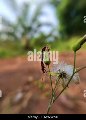 Fotografia macro verticale di due scarafaggi rossi del cotone che si accoppiano su un bocciolo di fiore selvatico verde Foto Stock