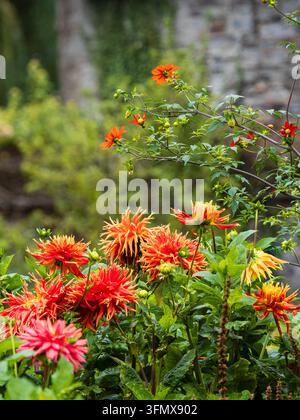 Dahlia 'Show and Tell' grande con fiori di cactus in basso contrasta con la specie Dahlia coccinea var. palmeri in un bordo di settembre Foto Stock