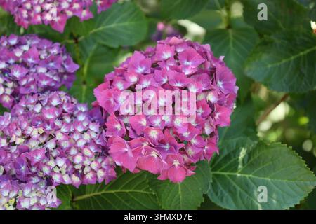 Ortensia a foglie grandi, fiori vivaci a forma di mopa, sepali magenta rosa intenso, centri contrastanti blu pallido-bianco (Hydrangea-macrophylla) (mac Foto Stock