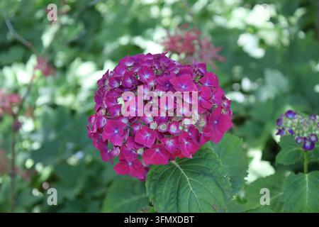 ortensia a foglia grande singola e vivace, grande ammasso a forma di globo di un rosa magenta vivace, fioretti viola (Hydrangea-macrophylla) (macro, primo piano, ombra) Foto Stock