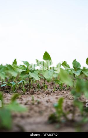 Giovani piante di girasole che crescono in terreno coltivato, illustrando nuova vita, sviluppo agricolo e agricoltura sostenibile Foto Stock