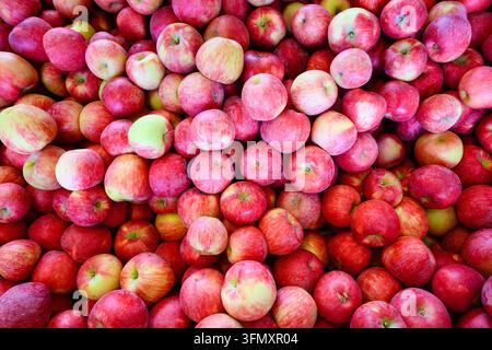 Mele rosse appena raccolte dalla fattoria pronte per la distribuzione alla catena di fornitura della frutta Foto Stock
