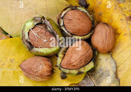 Nocciola comune (Juglans regia) frutti maturi caduti sotto l'albero maturo che mostra i gusci delle noci esposti, Berwickshire, Scozia, ottobre Foto Stock